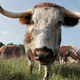 Cows Might Be Getting Smart Masks for Their Problematic Methane Burps
